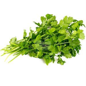 Cilantro Bunch
